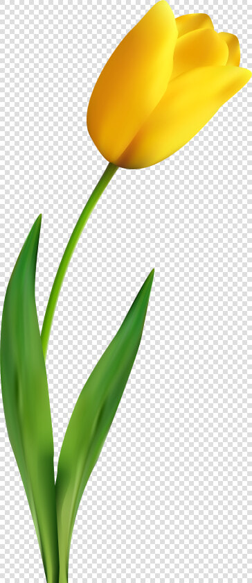 Banner Royalty Free Stock Transparent Clip Art Image   Transparent Background Yellow Tulip Png  Png DownloadTransparent PNG