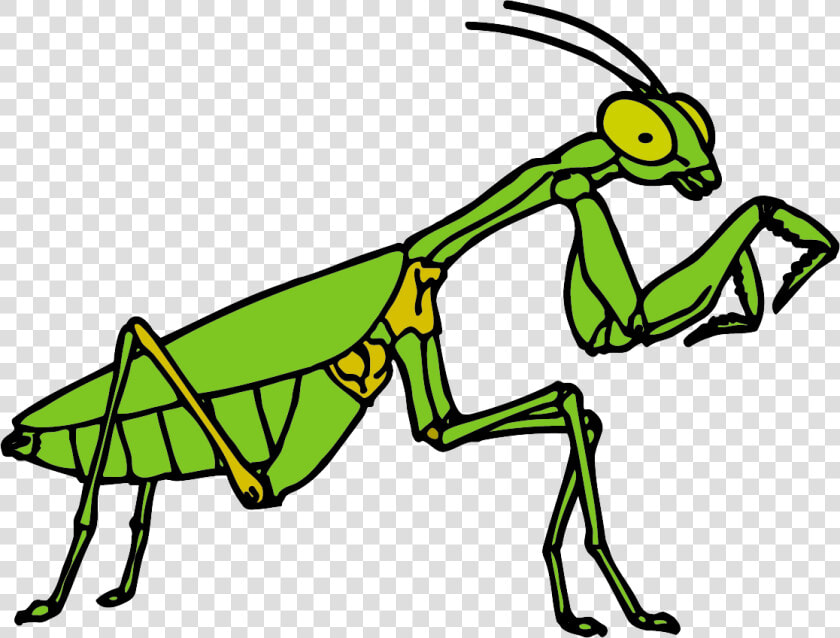 Free Clipart Praying Mantis   Png Download   Free Praying Mantis Clipart  Transparent PngTransparent PNG