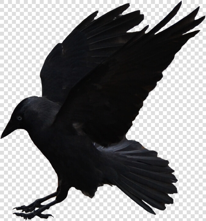 Flying Crows Png Download   American Crow  Transparent PngTransparent PNG