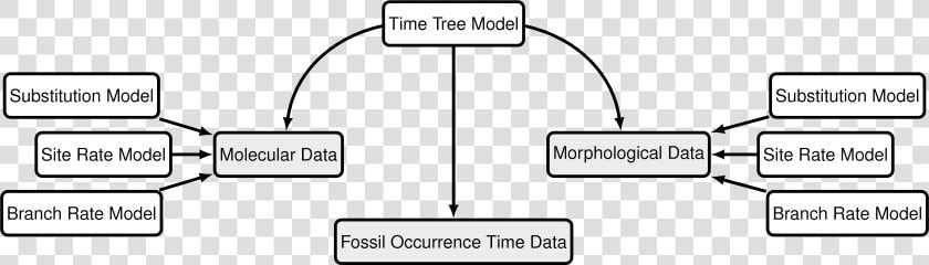 Modular Components Of The Graphical Model Used In The   Diagram A Typical Sequence Of Events In Fossilization  HD Png DownloadTransparent PNG