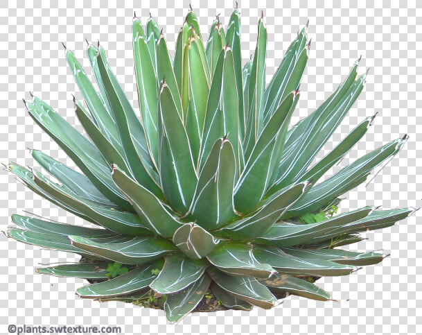 Succulent plant   Agave Plant Png  Transparent PngTransparent PNG