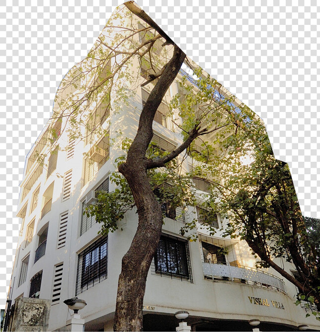 Gulmohar Tree Png  Transparent PngTransparent PNG