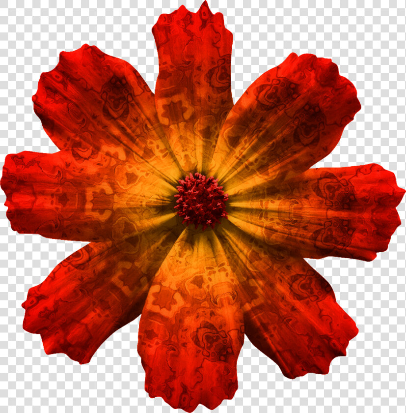 Draw A Cosmos Atrosanguineus   Png Download   Cosmos Flower Transparent Background  Png DownloadTransparent PNG