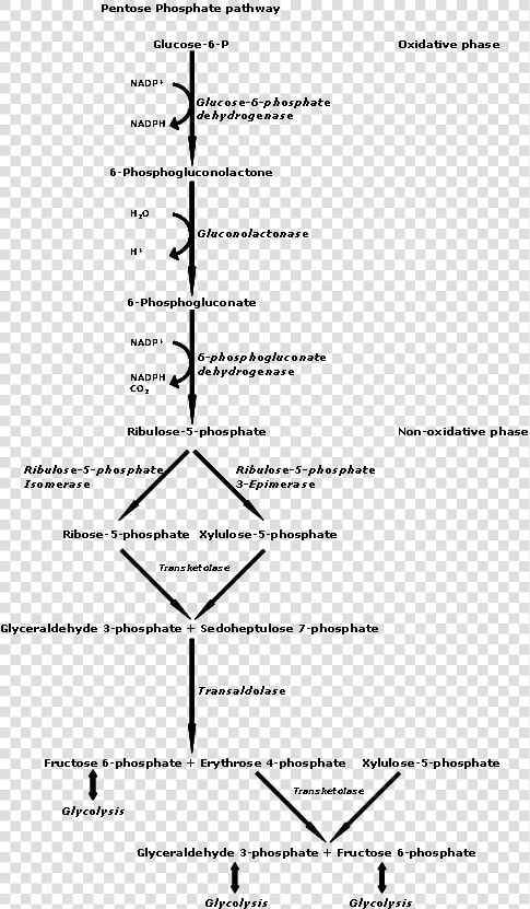 Pentose Phosphate Pathway   Voie Des Pentoses Phosphates  HD Png DownloadTransparent PNG