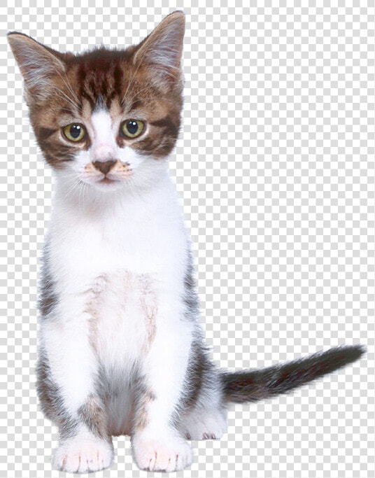 Коти Пнг  HD Png DownloadTransparent PNG