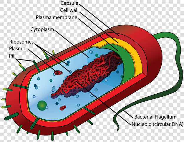 Average Prokaryote Cell  En   Structure Of Bacteria  HD Png DownloadTransparent PNG