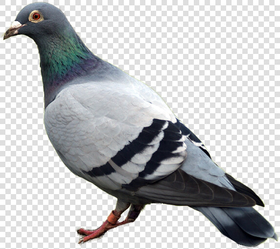 Pigeon Png Image   Pigeon Png Transparent  Png DownloadTransparent PNG