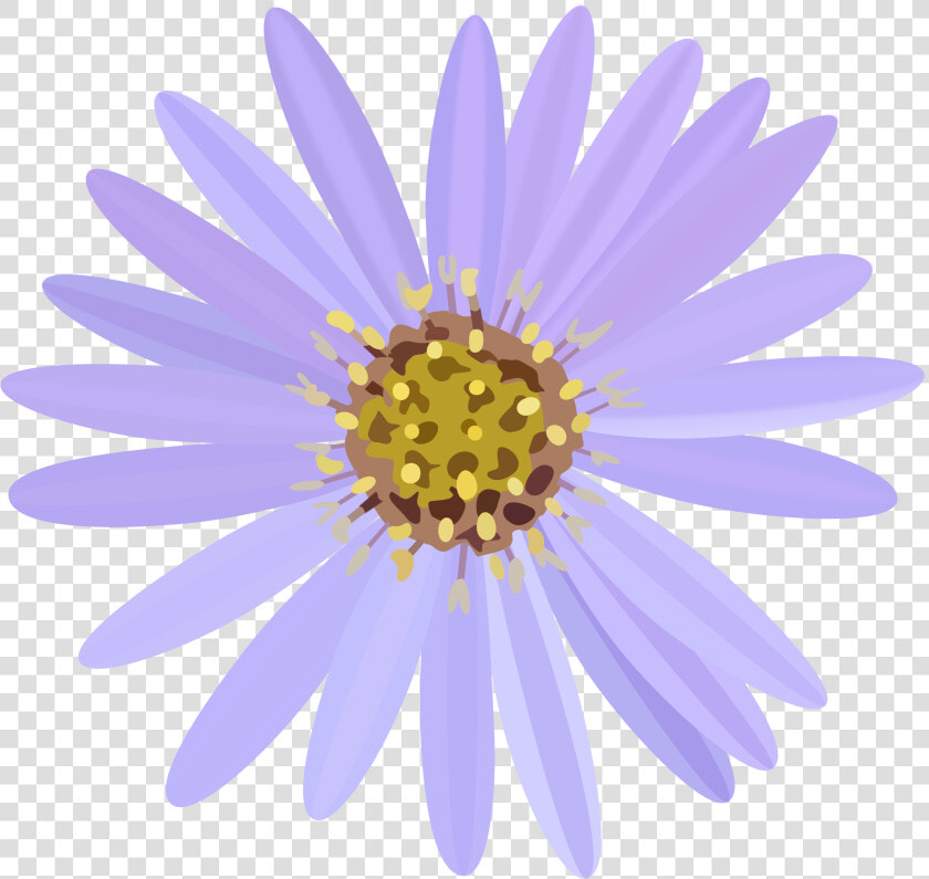 Aster Flower Banner   Asters Flower Clipart  HD Png DownloadTransparent PNG