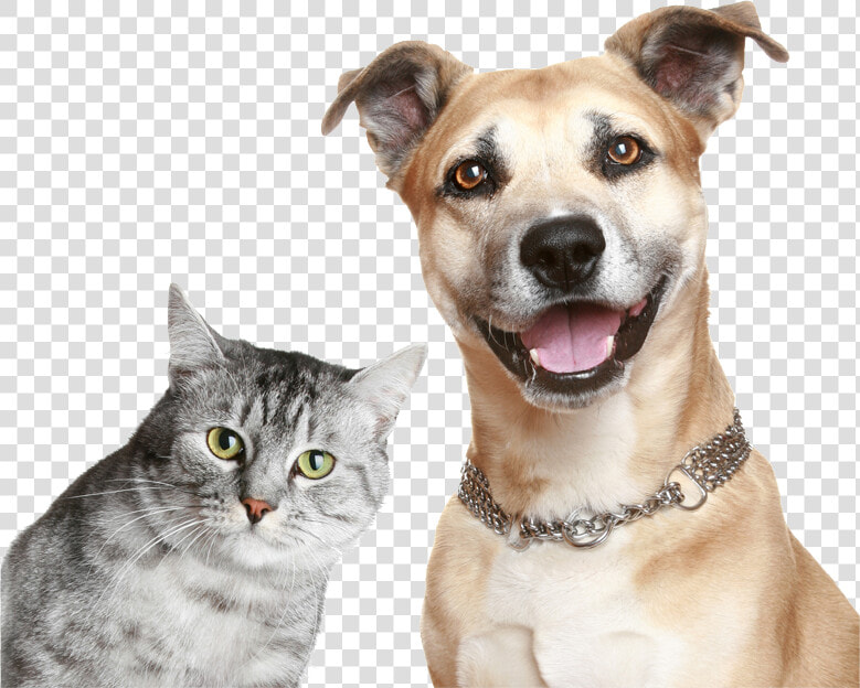 Purina Cat And Dog  HD Png DownloadTransparent PNG