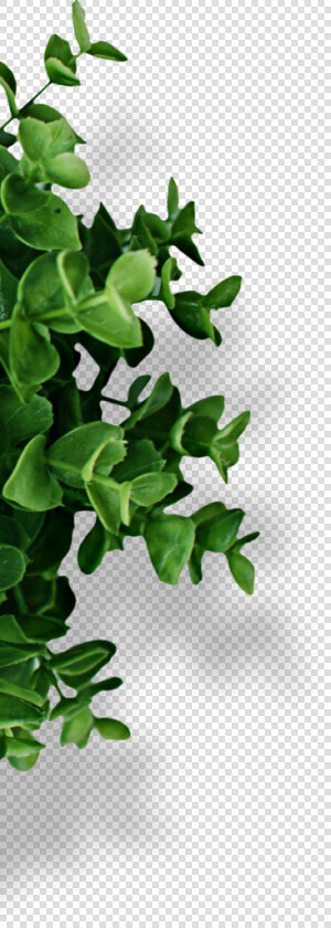 Houseplant  HD Png DownloadTransparent PNG