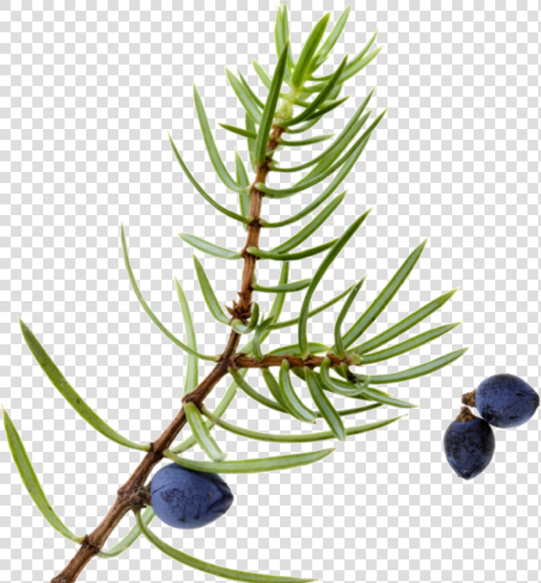 Transparent Berry Bush Png   Juniper Berry Plant Png  Png DownloadTransparent PNG