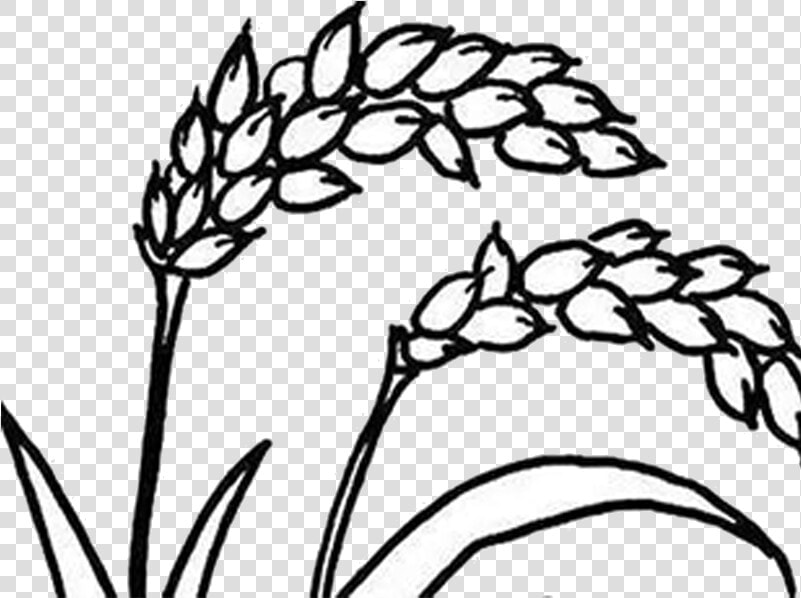 Corn Drawing Rice For Free Download   Rice Clipart Black And White  HD Png DownloadTransparent PNG