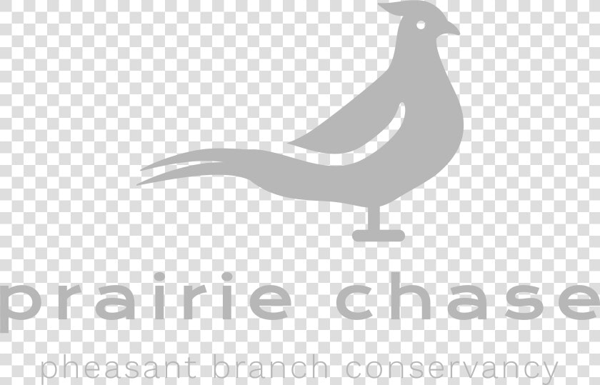 Seabird  HD Png DownloadTransparent PNG