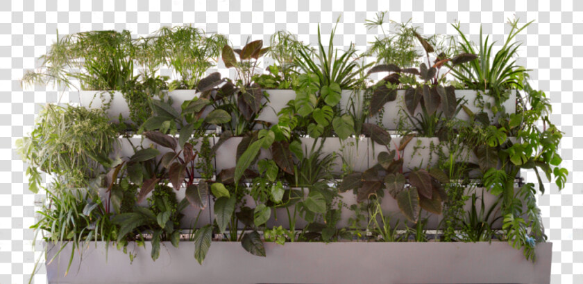 Verteco   Houseplant  HD Png DownloadTransparent PNG