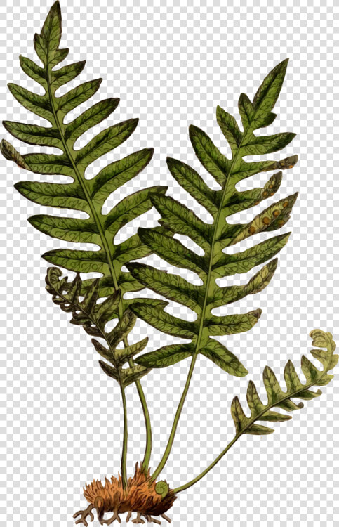 Plant leaf vascular Plant   Fern Plant Png  Transparent PngTransparent PNG