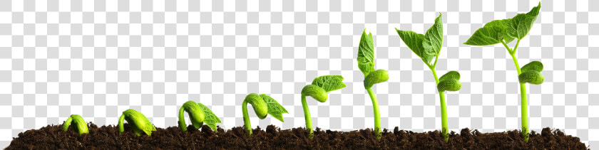 Grow Png Transparent Picture Growing Plant   Plants Growing  Png DownloadTransparent PNG