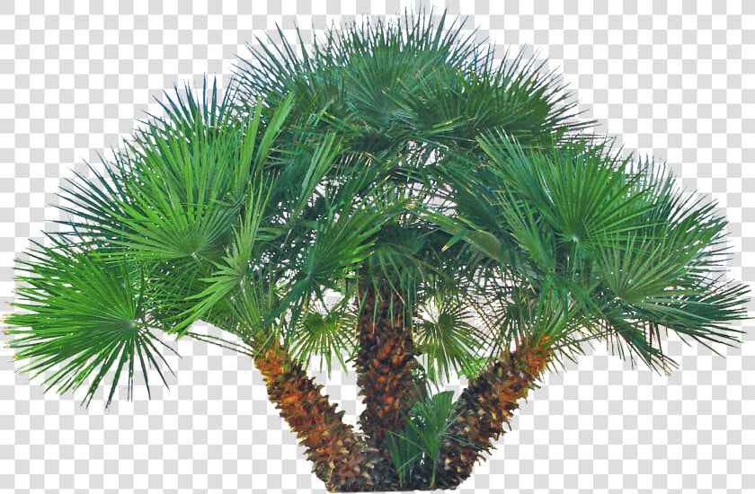 Pygmy Date Palm Png  Transparent PngTransparent PNG