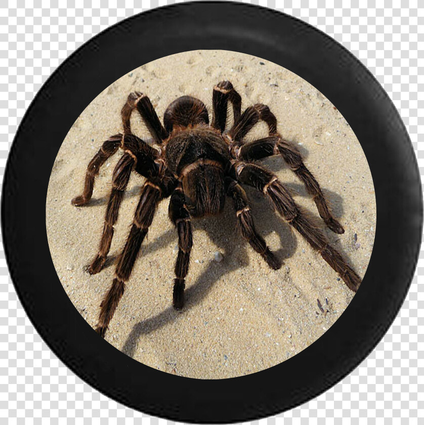 Tarantula Spider On Desert Sand Jeep Camper Spare Tire  HD Png DownloadTransparent PNG