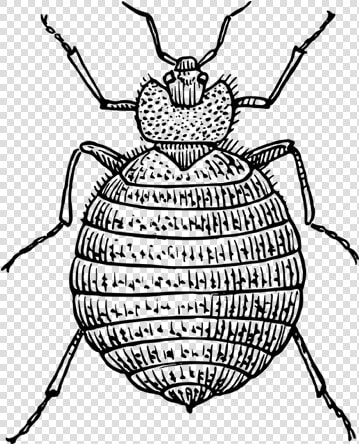 Bed bugs   Outline Image Of Bed Bug  HD Png DownloadTransparent PNG