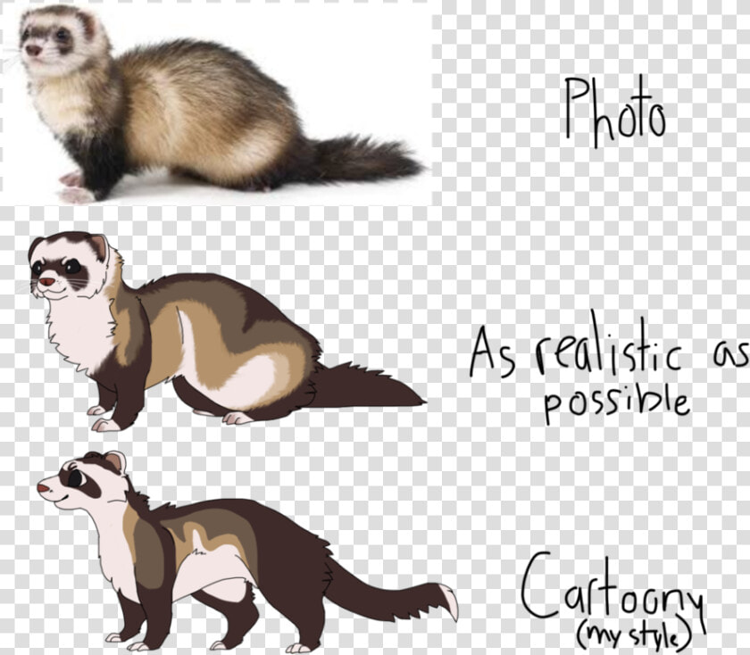 Ferret Drawn Clipart   Ferret Drawing  HD Png DownloadTransparent PNG