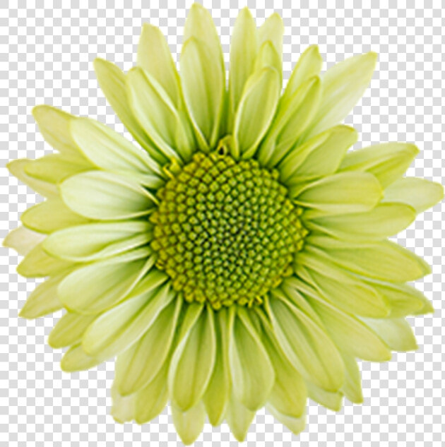 Click To Enlarge Image Green Daisy Ural   Daisy Flowers Green Clipart  HD Png DownloadTransparent PNG