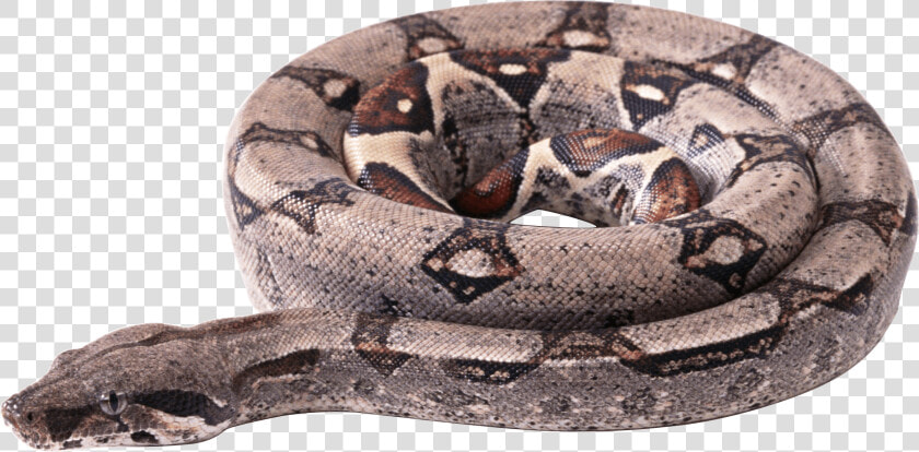 Circle Snake Clip Arts   Boa Constrictor Transparent Png  Png DownloadTransparent PNG