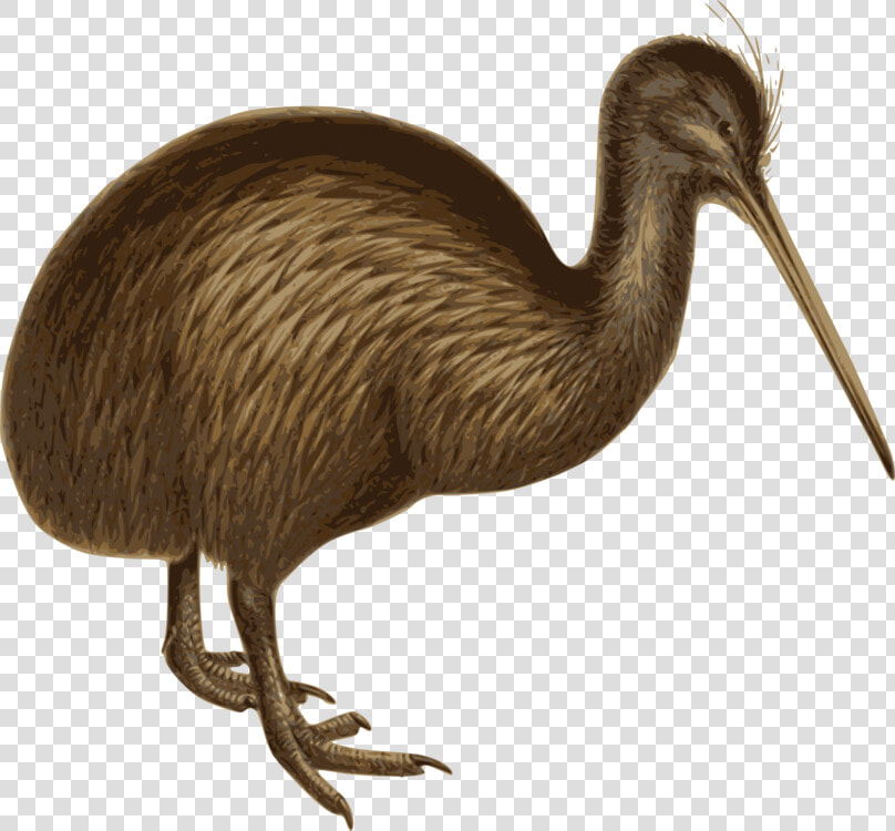 Flightless Bird ratite ostrich   Birds White Background  HD Png DownloadTransparent PNG