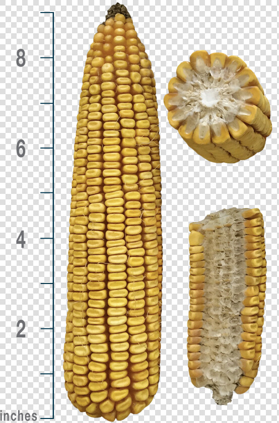 Corn Kernels  HD Png DownloadTransparent PNG