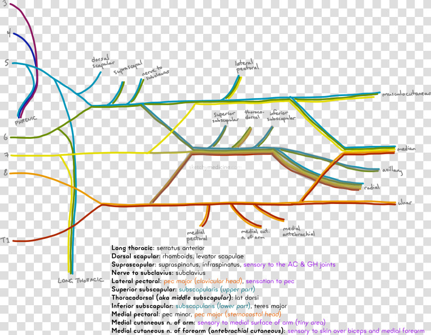 Brachial Plexus Mnemonic Beer  HD Png DownloadTransparent PNG