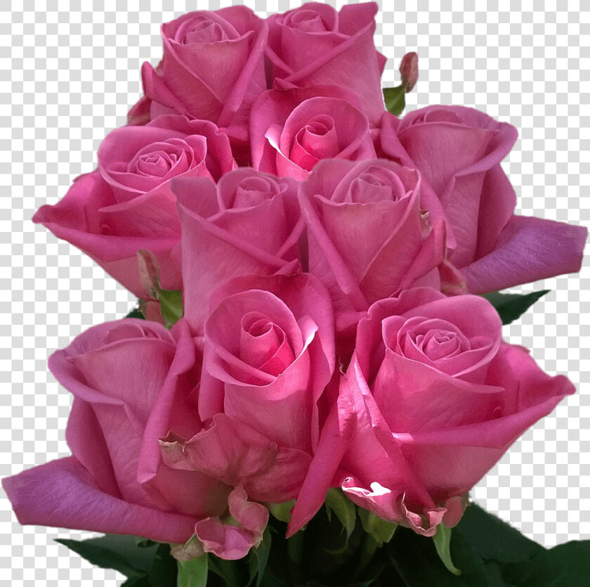 Real Roses Dark Purple Colors Roses Flowers Cheap 50   Real Rose Flower  HD Png DownloadTransparent PNG