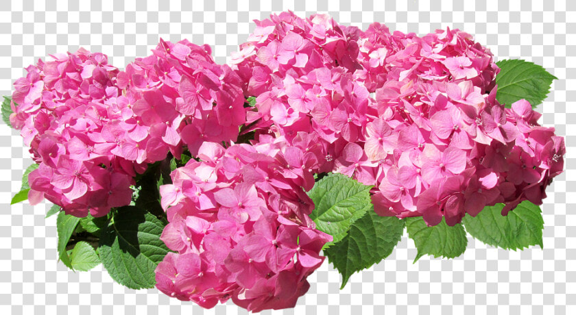 Flower flowering Family   Pink Hydrangea Transparent Background  HD Png DownloadTransparent PNG