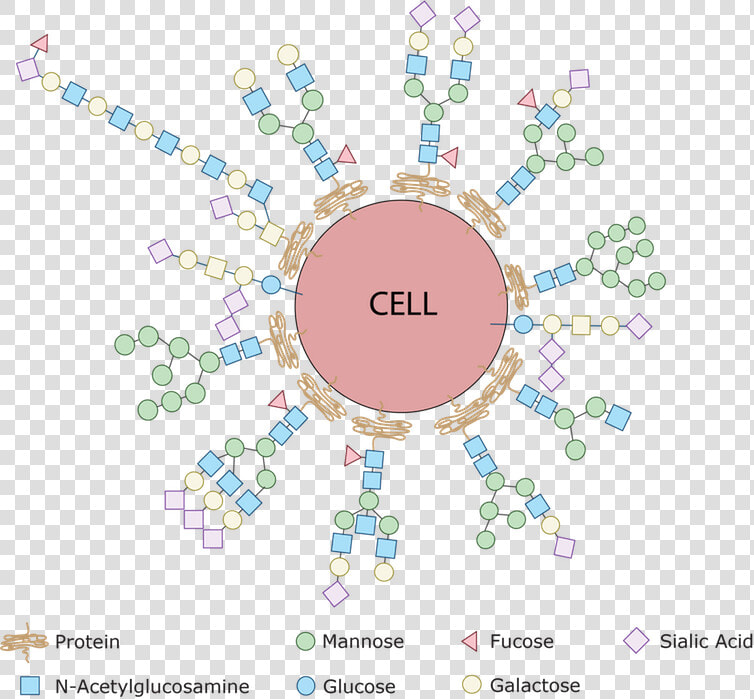 Every Single Cell In The Human Body Is Covered With   Glycan In Human Cell  HD Png DownloadTransparent PNG