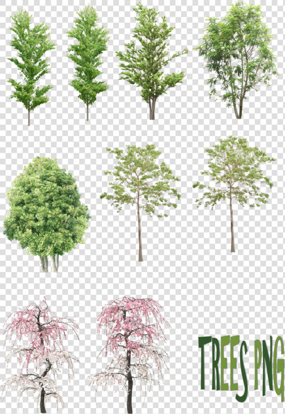 Architecture Tree Sketches Png  Transparent PngTransparent PNG