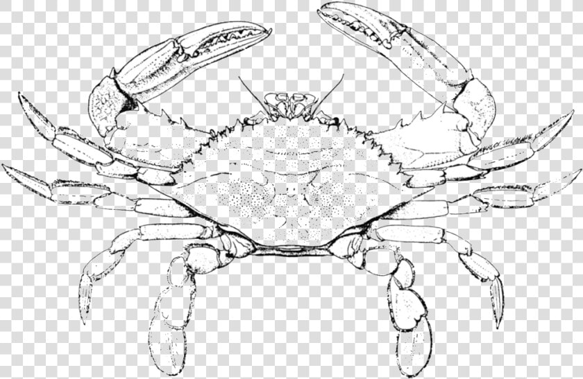 Horseshoe Crab Pencil And In Color Crab Clipart Easy   Blue Crab Coloring Pages  HD Png DownloadTransparent PNG