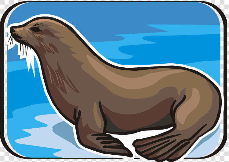 Sea Lion Clip Art   Clip Art  HD Png DownloadTransparent PNG