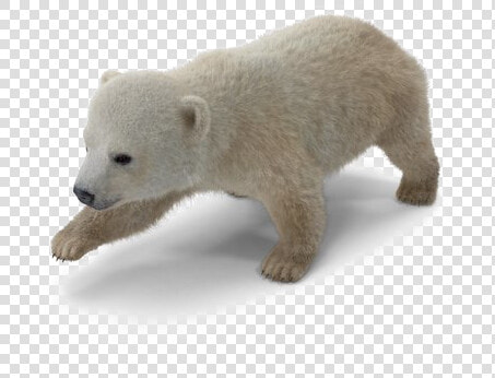 Polar Bear Png Download Image   Baby Polar Bear Png  Transparent PngTransparent PNG