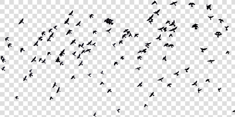 Birds And Overlay Image   Migrating Birds Creative Commons  HD Png DownloadTransparent PNG