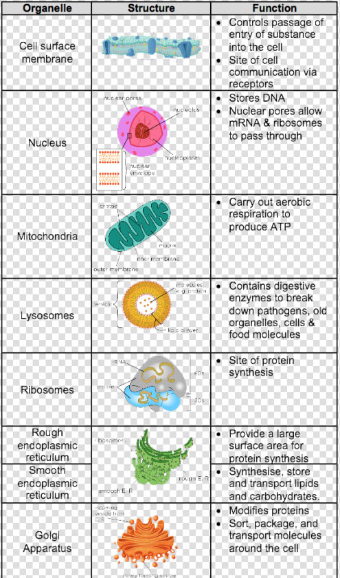 Picture   Level Biology Cell Structure  HD Png DownloadTransparent PNG