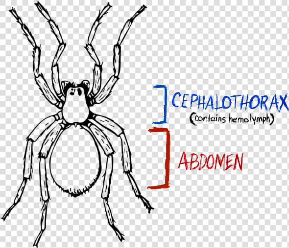 Spider  Spider Anatomy  Hydraulic Spider   Spider Black And White Drawing  HD Png DownloadTransparent PNG