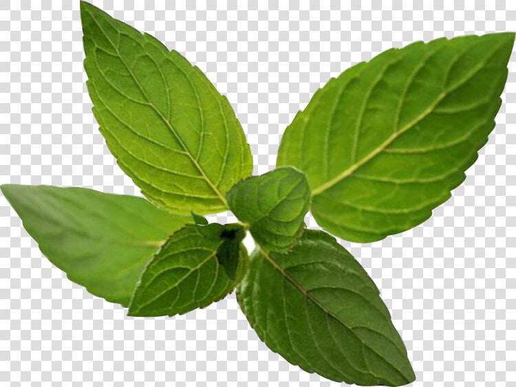 Peppermint Transparent Png Image   Ilex Verticillataamerican Winterberry  Png DownloadTransparent PNG