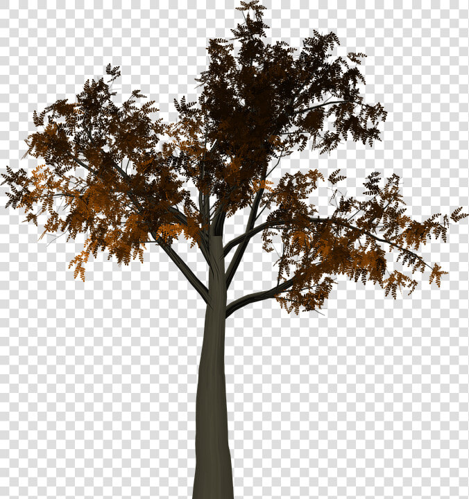 Tree  Leaves  Autumn  Fall  Branches  Isolated  Nature   Half Tree Png  Transparent PngTransparent PNG