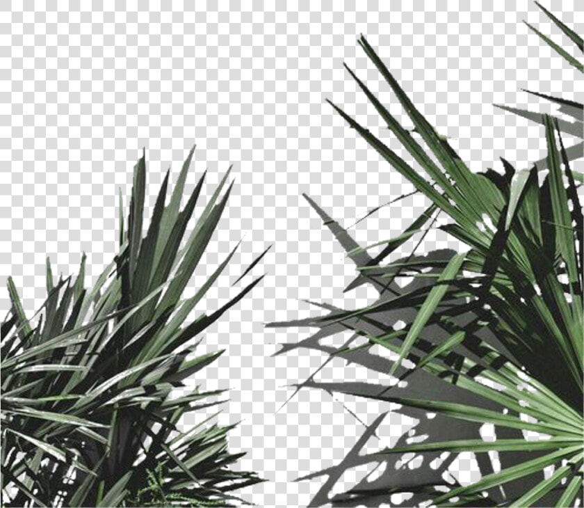 Aesthetic Plant Leaves Png Freetoedit   Aesthetic Plant Transparent Background  Png DownloadTransparent PNG