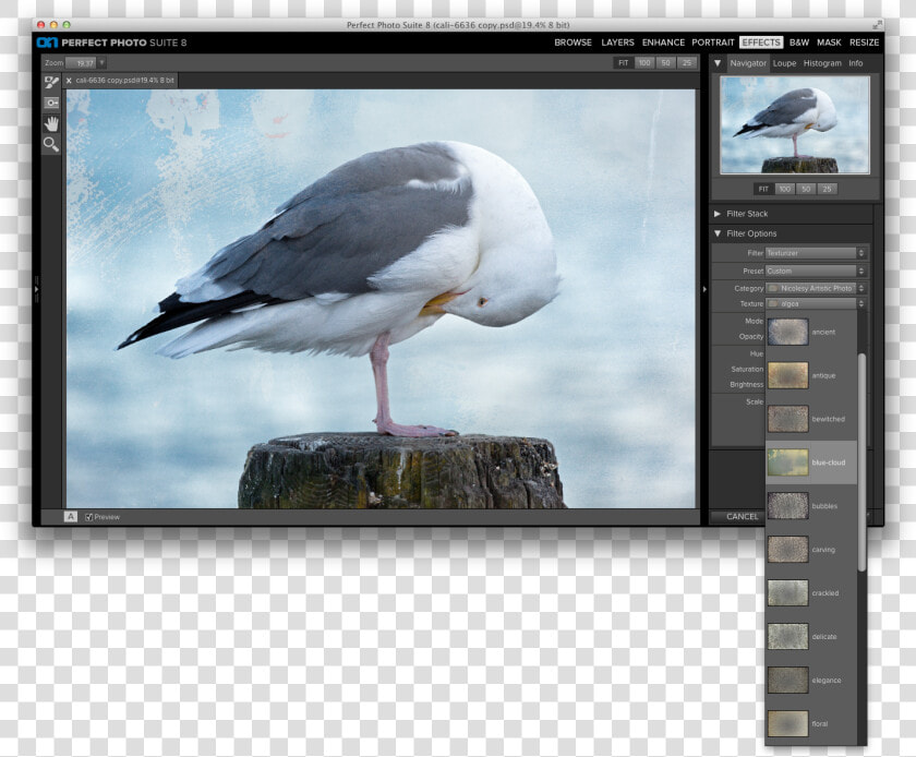 Great Black backed Gull  HD Png DownloadTransparent PNG