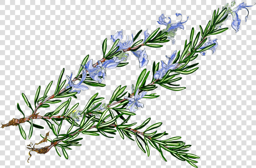 Rosemary Clipart  HD Png DownloadTransparent PNG