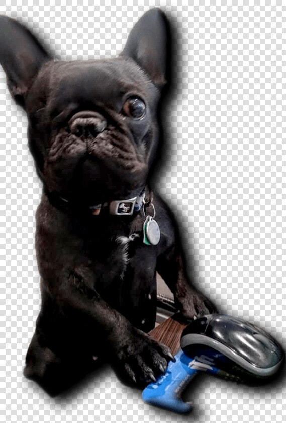 Little Blind Dog  Fat Guy Approved   French Bulldog  HD Png DownloadTransparent PNG