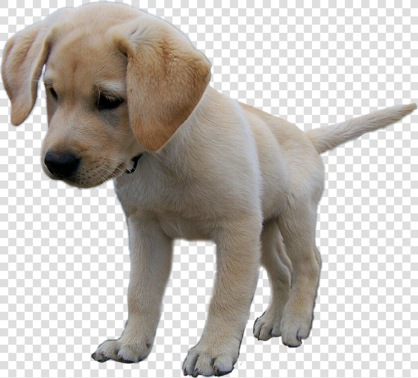  pup  dog  puppy  labradorretriever  labrador  lab   Transparent Dogs Puppys Lab  HD Png DownloadTransparent PNG