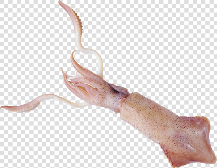 Squid Png   Кальмар На Белом Фоне  Transparent PngTransparent PNG