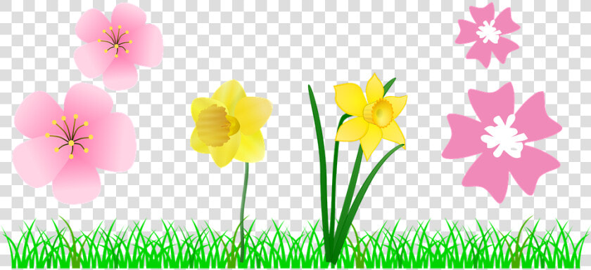 Narcissus  HD Png DownloadTransparent PNG