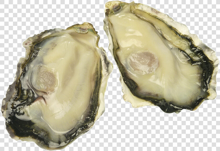 Oyster oysters   Tiostrea Chilensis  HD Png DownloadTransparent PNG