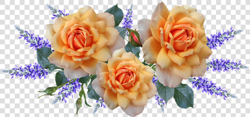 Flowers  Roses  Arrangement  Perfume  Garden  Nature   Garden Roses  HD Png DownloadTransparent PNG